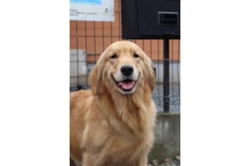 販売中のゴールデンレトリーバーの親犬